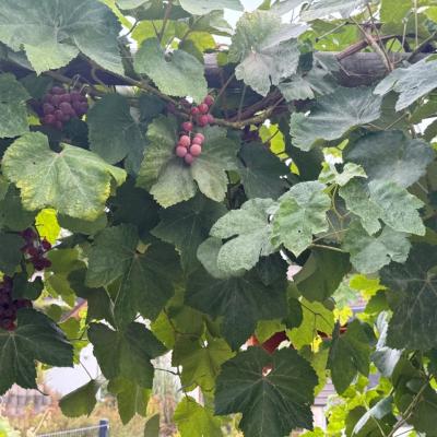 26. Weinreben